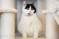 KATTENHOTEL: Hotelgast Mollie KATTENHOTEL: Hotelgast Mollie