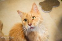 KATTENHOTEL: Hotelgasten Stevie G en Banki Moon KATTENHOTEL: Hotelgasten Stevie G en Banki Moon