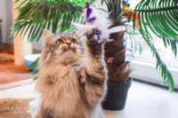 KATTENHOTEL: Hotelgast Marley KATTENHOTEL: Hotelgast Marley