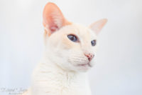 KATTENHOTEL: Hotelgasten Paris en Finley KATTENHOTEL: Hotelgasten Paris en Finley