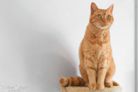 KATTENHOTEL: Hotelgast Milo KATTENHOTEL: Hotelgast Milo