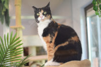 KATTENHOTEL: Hotelgasten Sushi, Clio, Mini en Mieke KATTENHOTEL: Hotelgasten Sushi, Clio, Mini en Mieke