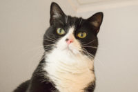 KATTENHOTEL: Hotelgast Felix KATTENHOTEL: Hotelgast Felix